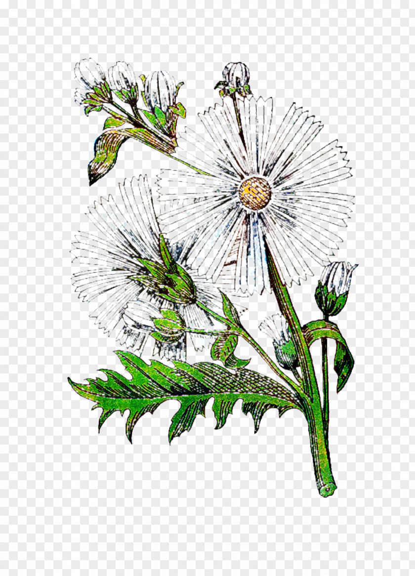 Cut Flowers Floral Design Illustration Plant Stem PNG