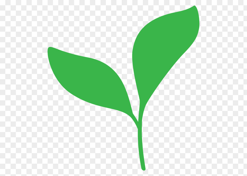 Leaf Illustration Bud Plants Plant Stem PNG