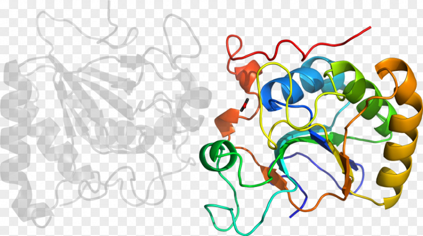 Methionine Synthase Reductase Clip Art Illustration Graphic Design Organism Product PNG