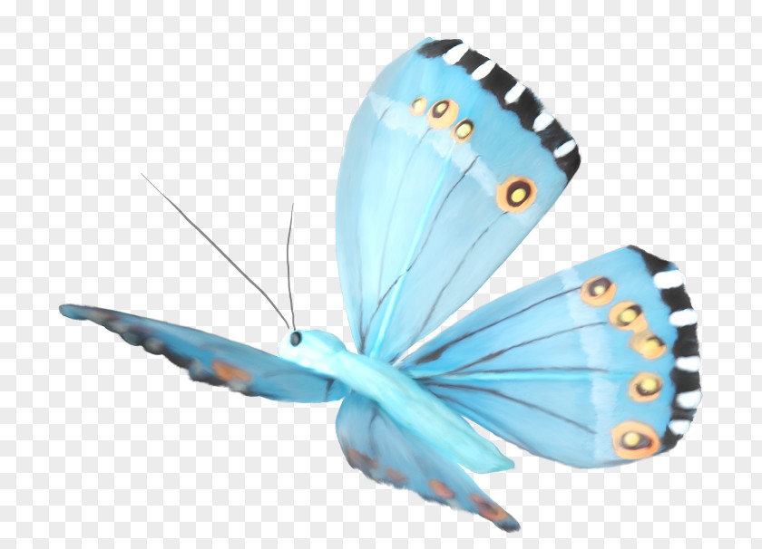 Butterfly Clip Art PNG