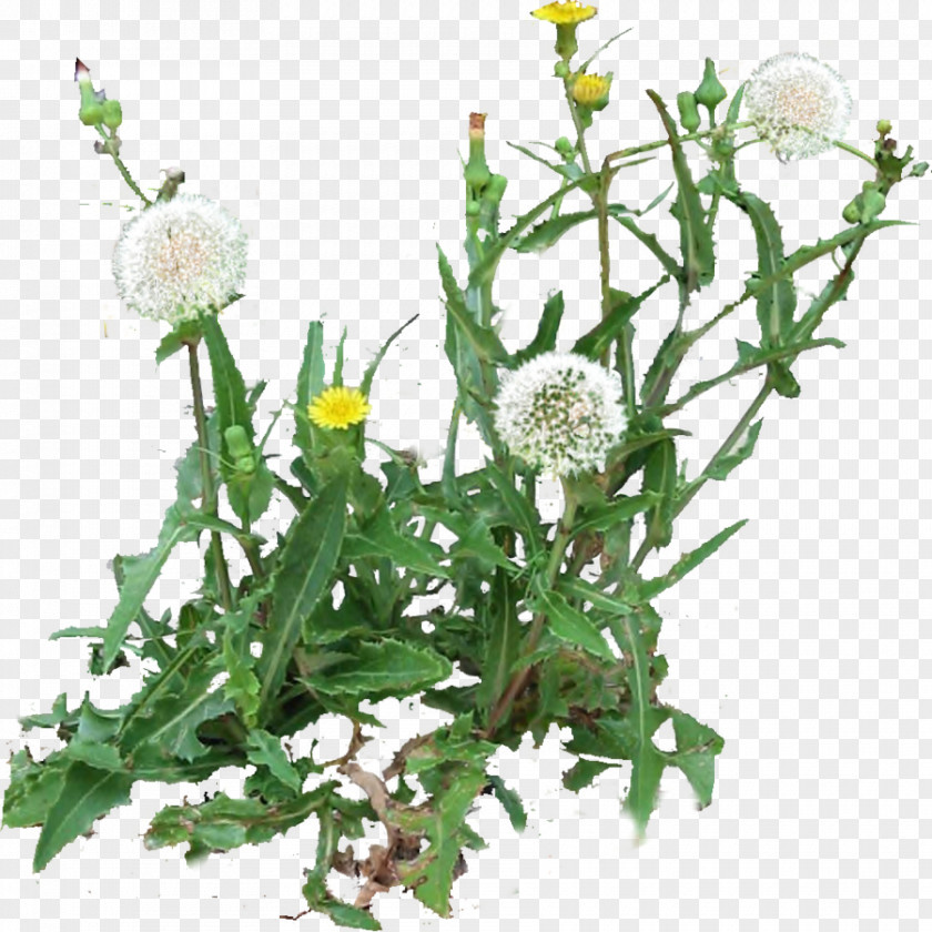 Dandelion Roman Chamomile Cut Flowers Plant PNG