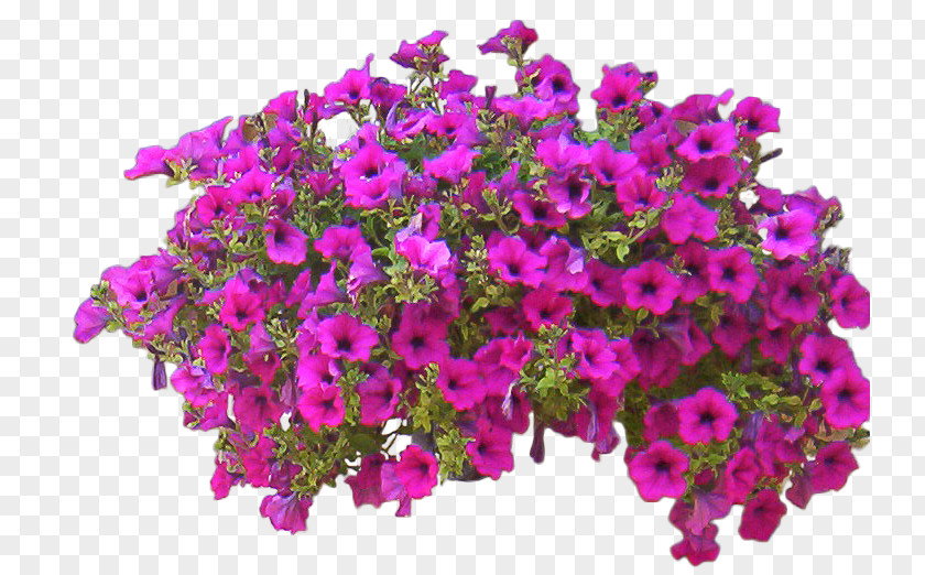 Flower Wall Shrub PNG