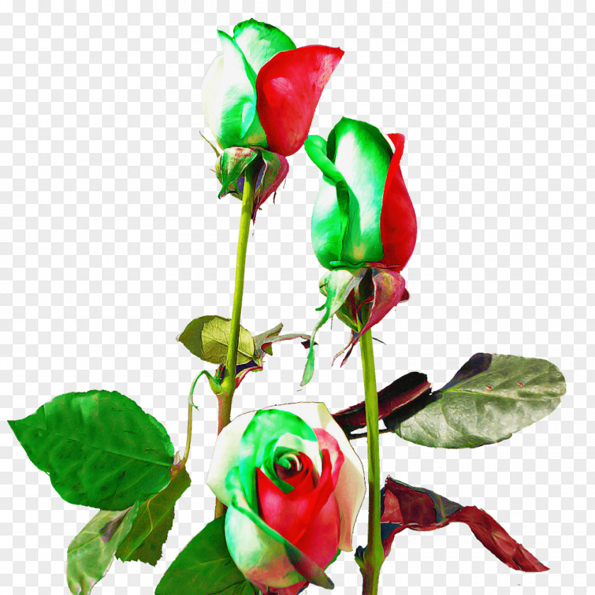 Garden Roses PNG