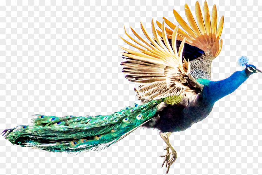 Peafowl Bird Feather PNG