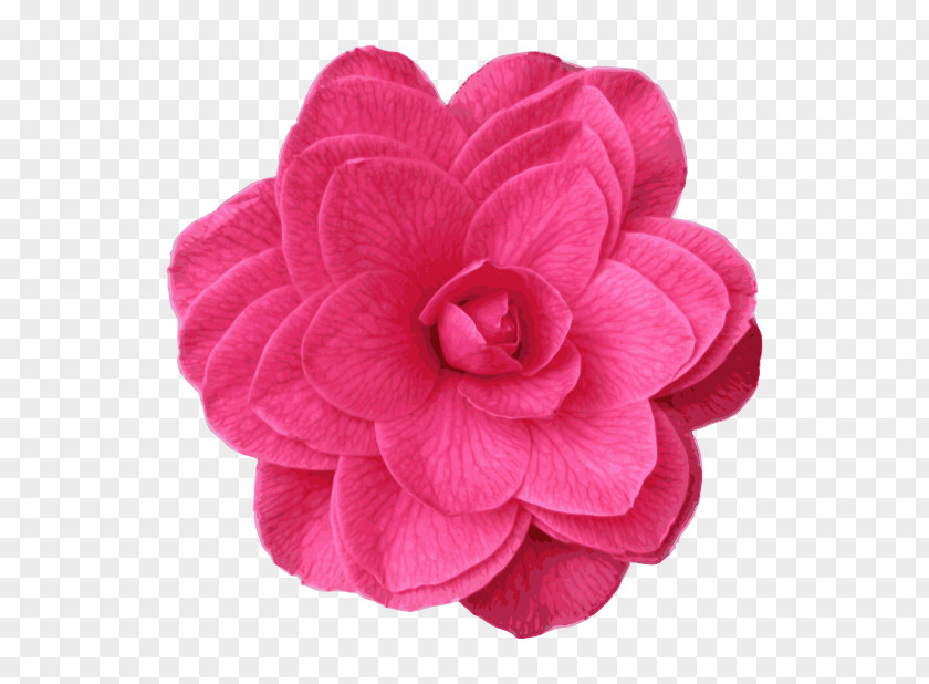 Pink Camellia Clip Art PNG