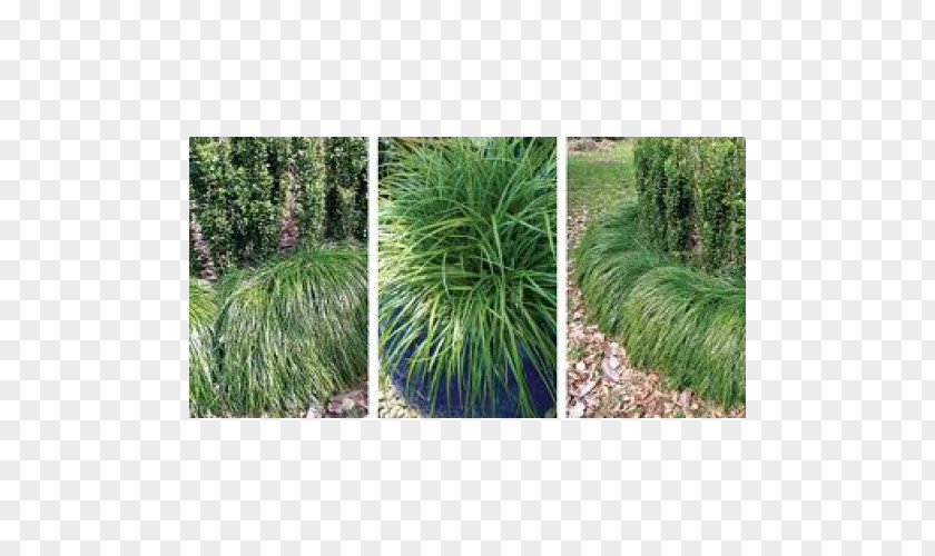 Plant Lily Turf Dianella Caerulea Shrub Liriope Spicata PNG