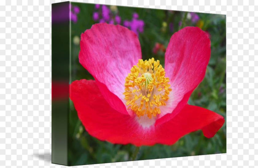 Poppy Flowers Flowering Plant Rosaceae Petal Peony PNG