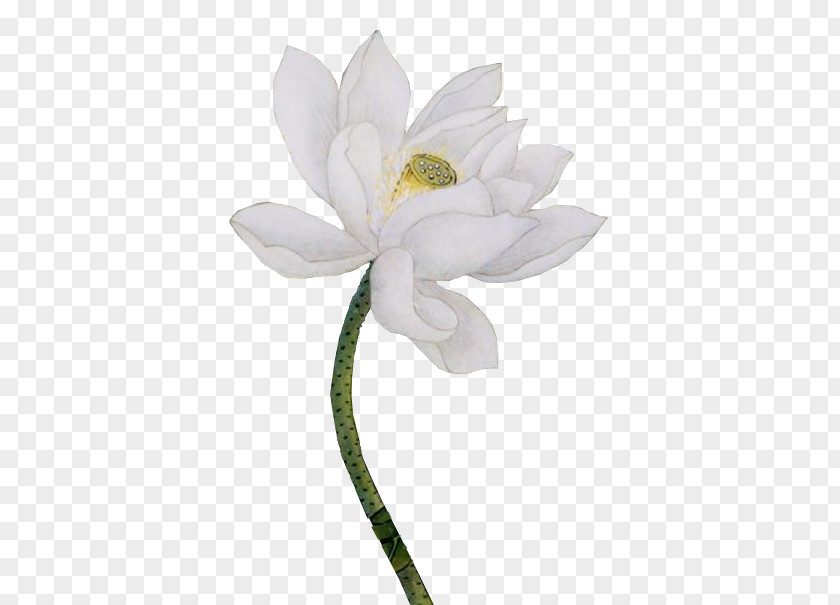 Psd免抠 Petal Cut Flowers Google Images PNG