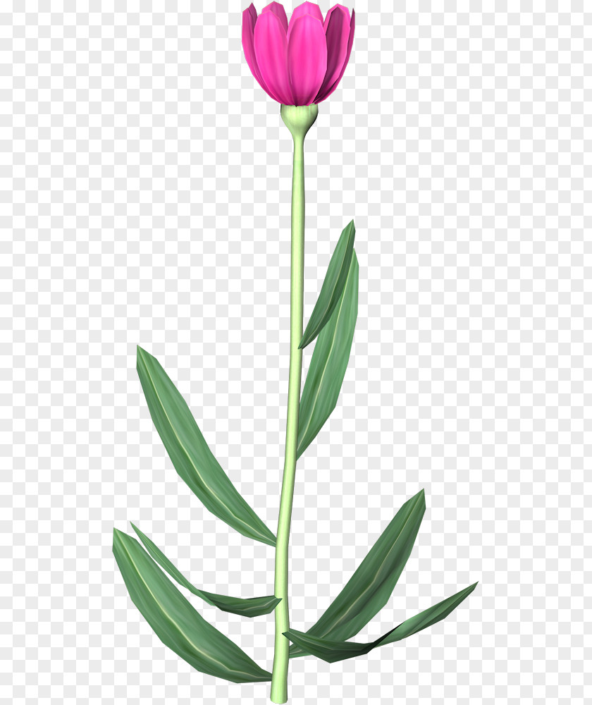Tulip Flower Animation PNG