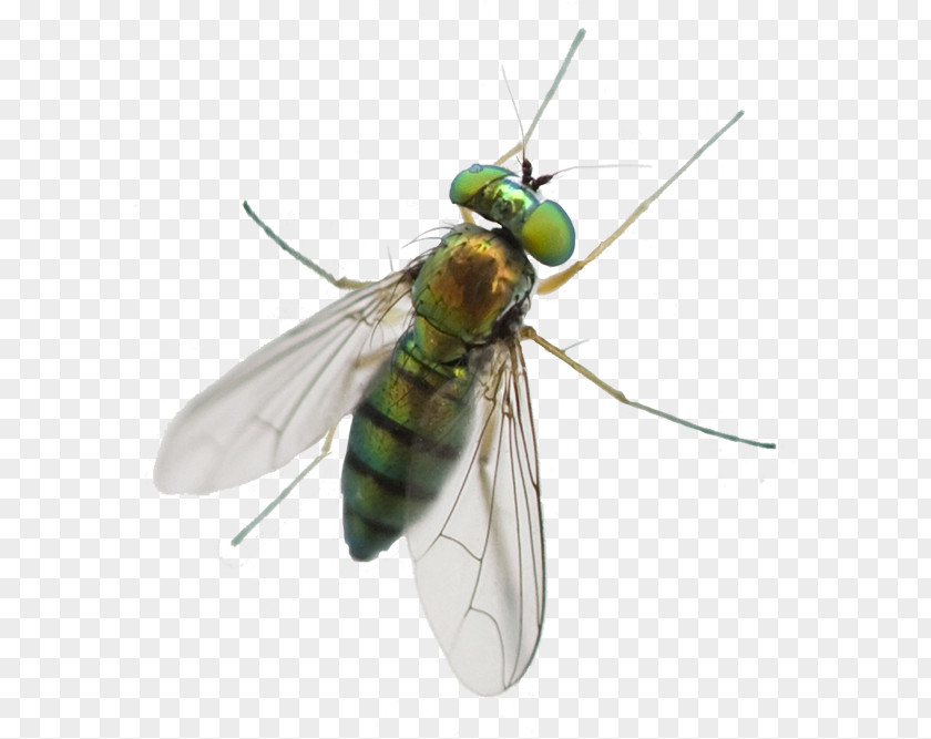 Horse Fly Greenhead Mosquito Pest Control Pterygota PNG