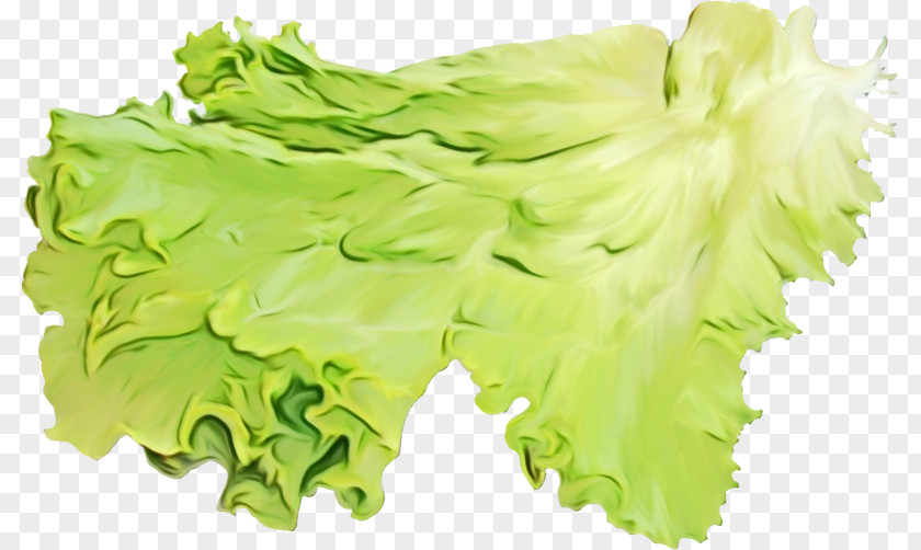 Iceburg Lettuce Food Green Leaf Vegetable Plant PNG