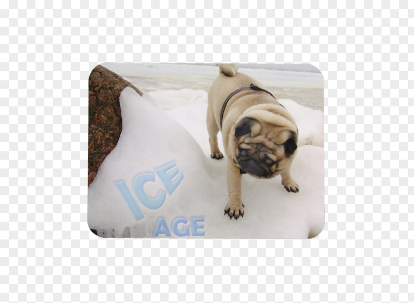 Puppy Pug Scrat Ice Age Saber-toothed Cat PNG