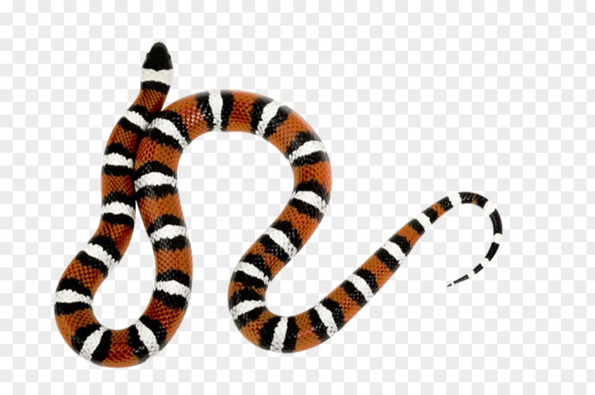 Snake Kids Urdu Qaida Clip Art PNG