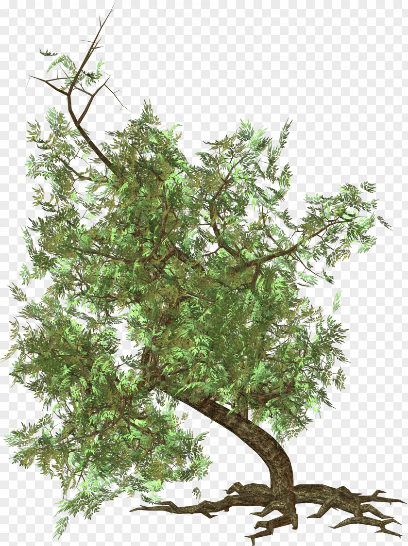 Tree Image Rendering PNG