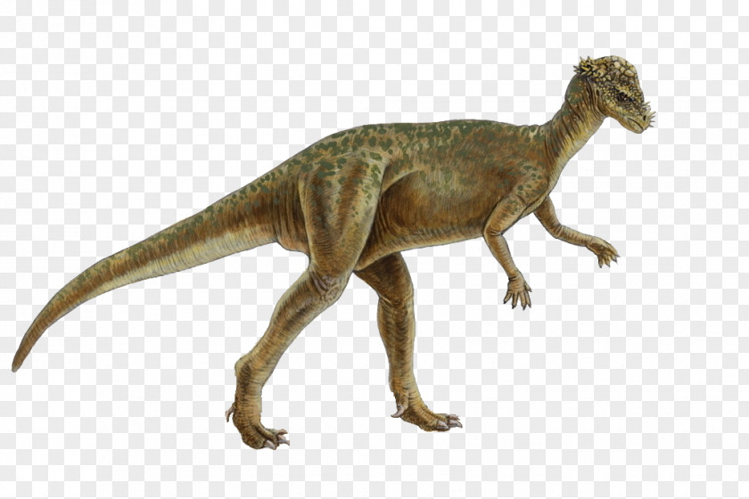 Dinosaur Pachycephalosaurus Homalocephale Genasauria Marginocephalia PNG