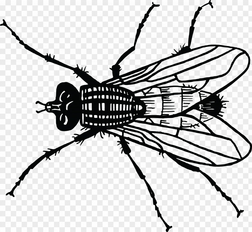 Insect Housefly Bee Drawing PNG