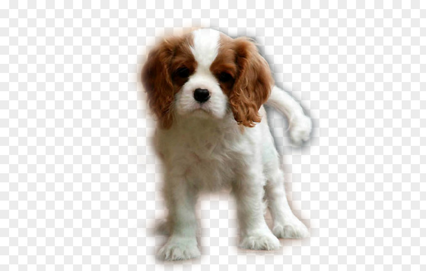 Puppy Cavalier King Charles Spaniel Cavapoo Dog Breed PNG