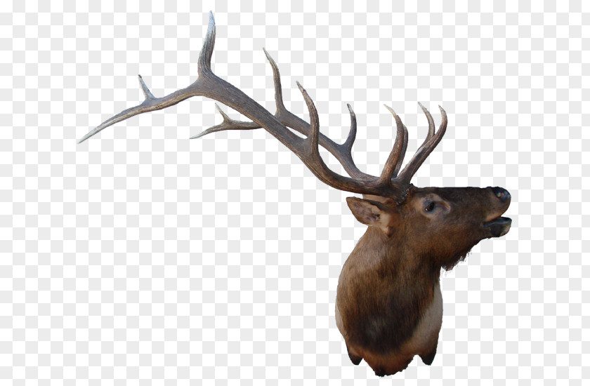 Reindeer Elk Antler Fauna Wildlife PNG