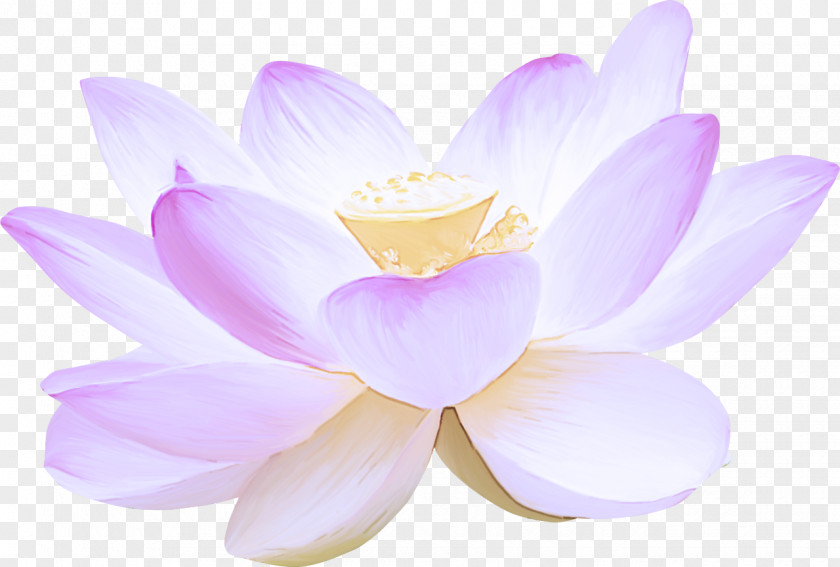 Violet Pink Lotus PNG