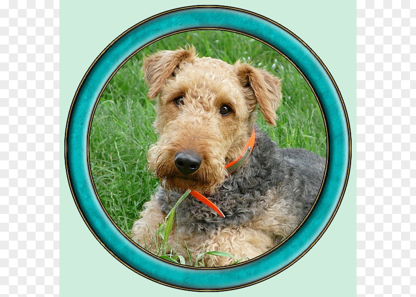 Airedale Terrier Lakeland Welsh Irish Dog Breed PNG