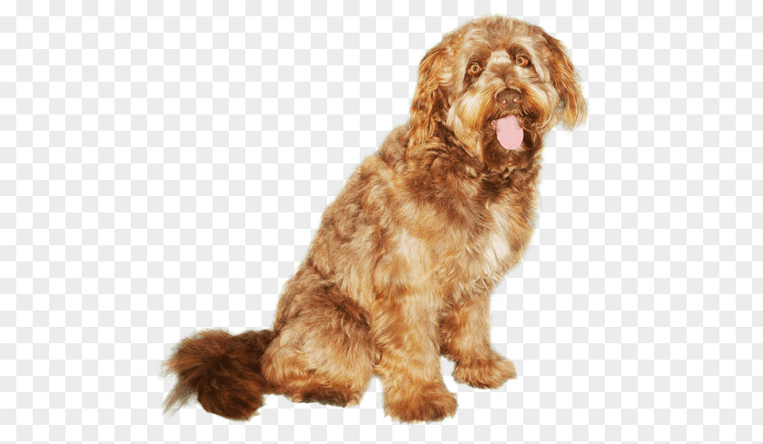 Corded Poodle Grooming Cockapoo Otterhound Wirehaired Pointing Griffon Schnoodle Cavapoo PNG