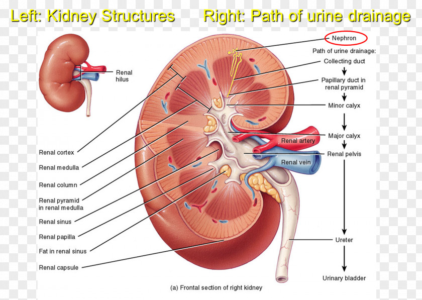 Cortical Kidney Excretory System Anatomy Ureter Renal Medulla PNG