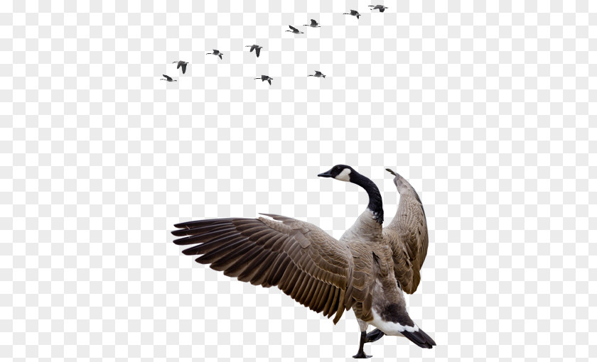 Goose PNG clipart PNG