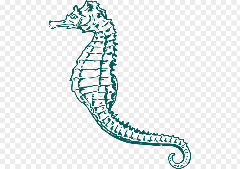 Horsehair Crab Pacific Seahorse Drawing White's Clip Art PNG
