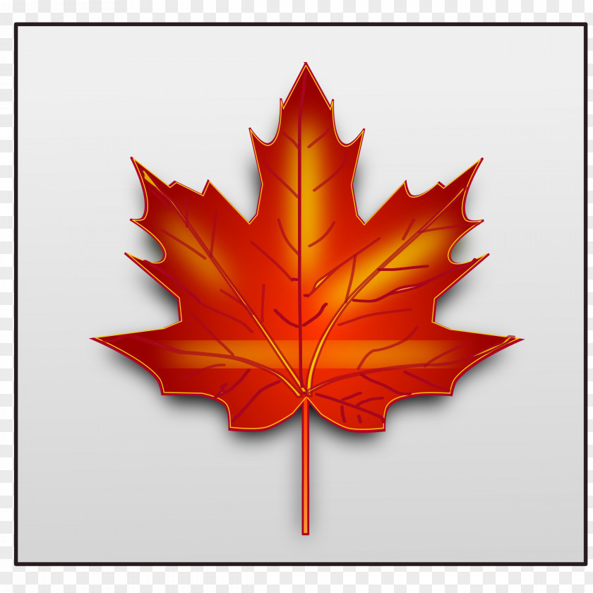 Maple Leaf Canada Clip Art PNG