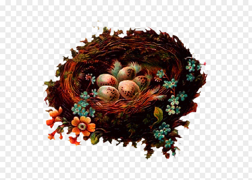 Nest Bird Clip Art PNG