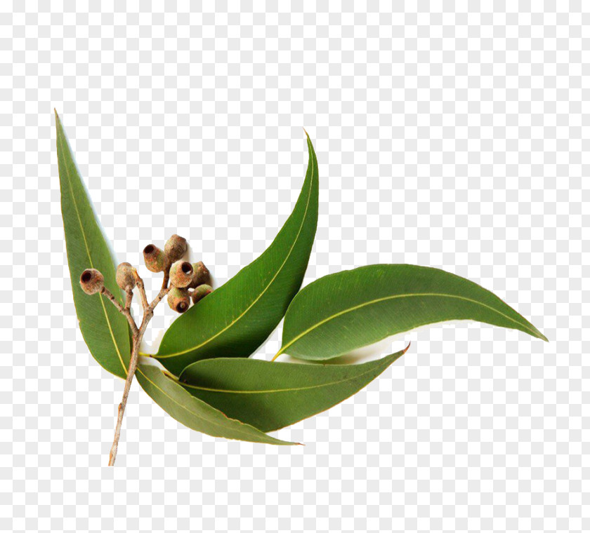 Oil Eucalyptus Radiata Globulus Essential PNG