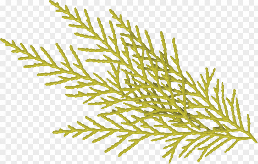 Pine Branches Creative Christmas Jul I Juli Twig Snowflake Plant Stem PNG