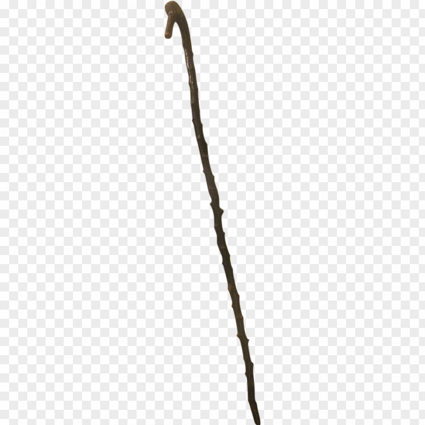 Sticks Branch Twig Tree Plant Stem PNG