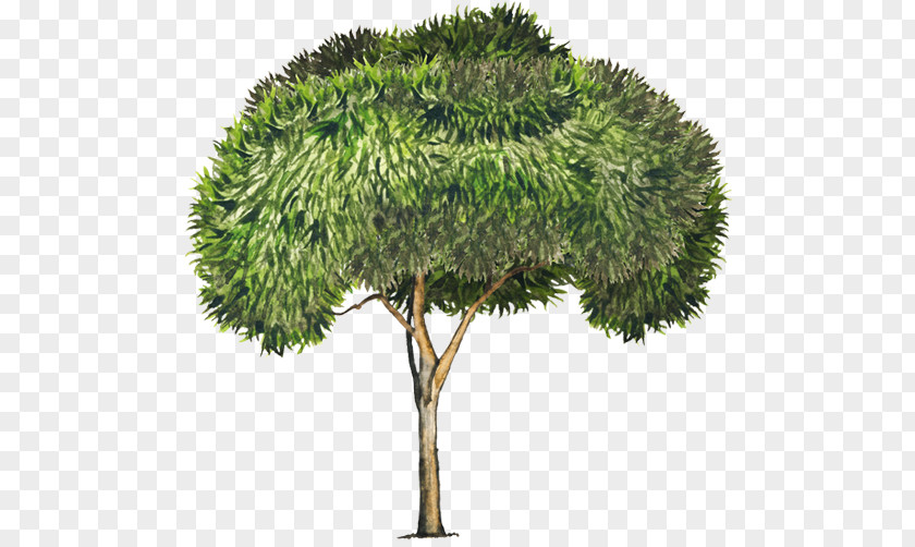 Tree Acacia Retinodes Longifolia Melanoxylon PNG