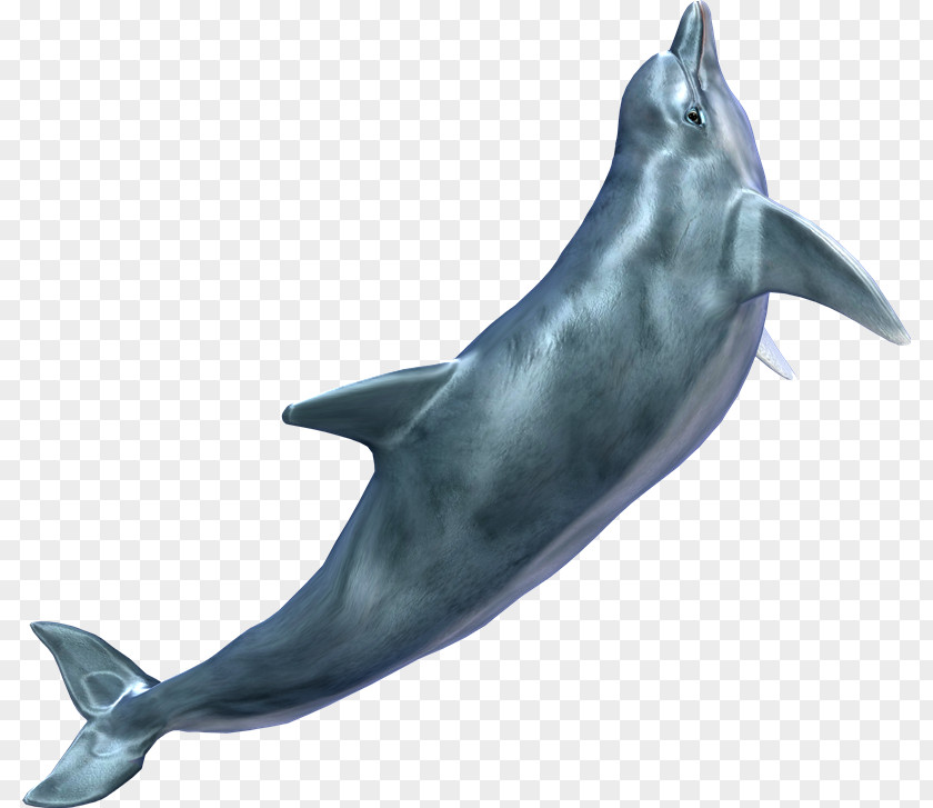 Dolphin Cetacea Clip Art PNG