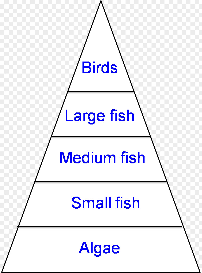 Energy Pond Ecological Pyramid Food Web Chain Ecosystem PNG