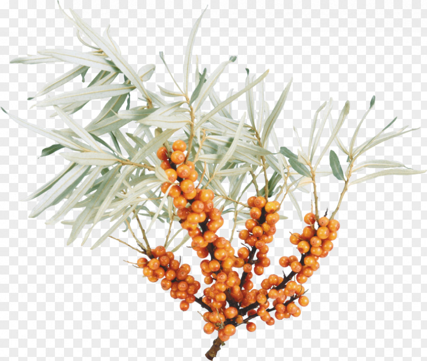 Juice Sea Buckthorns Vegetarian Cuisine Buckthorn Oil Auglis PNG