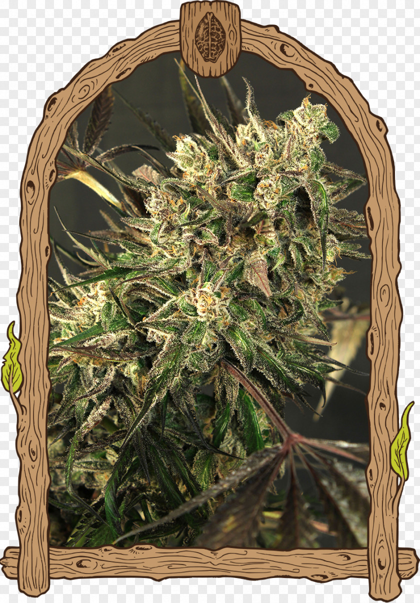 Cannabis Color Strain Seed Sativa PNG