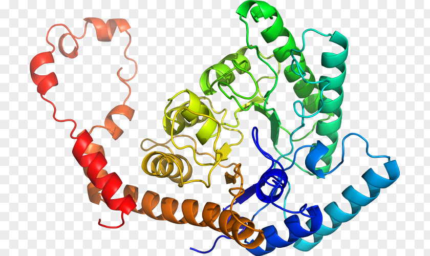 Clip Art Ligand-gated Ion Channel Organism PNG