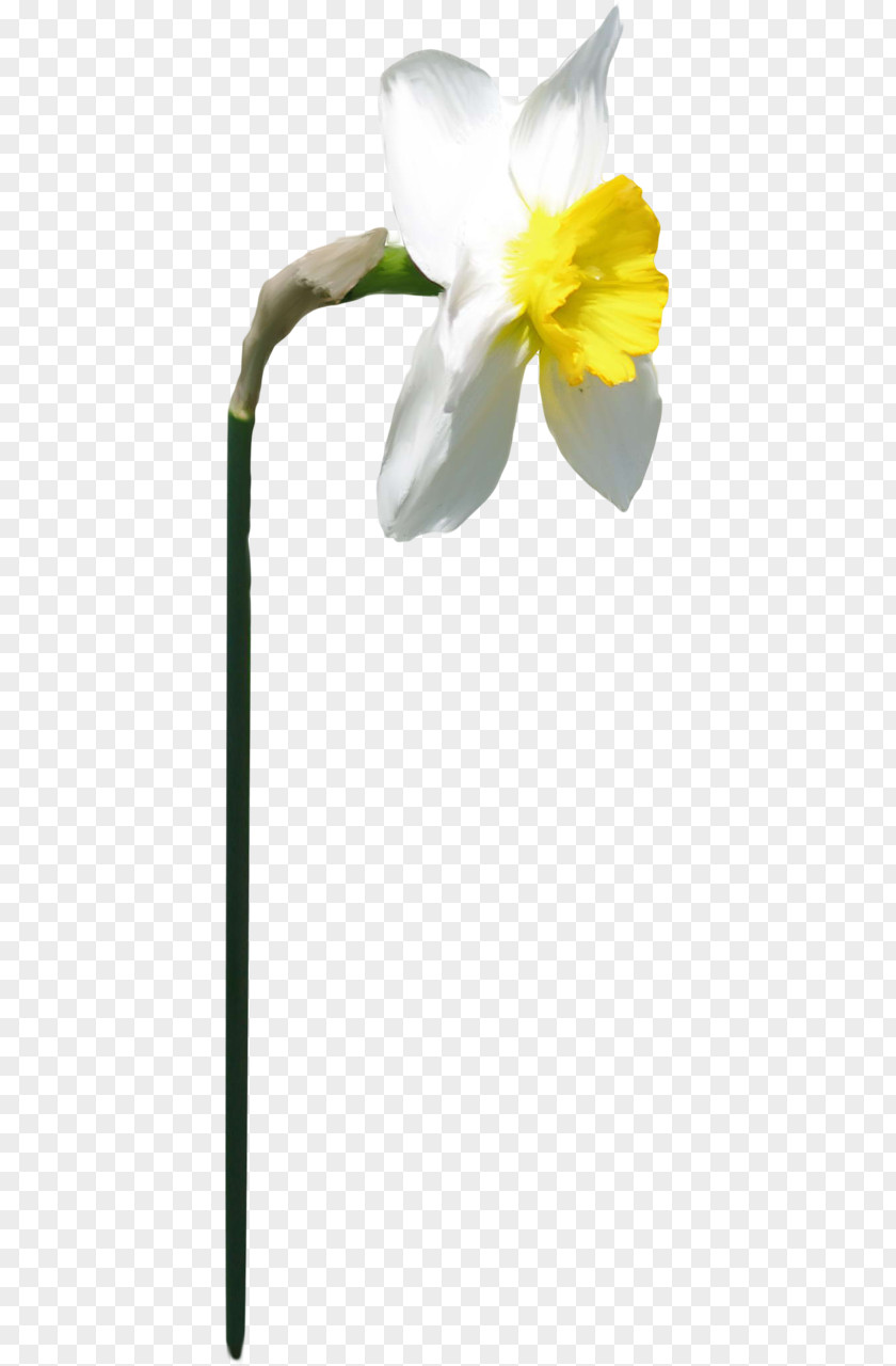 Echo And Narcissus Plant Stem PNG