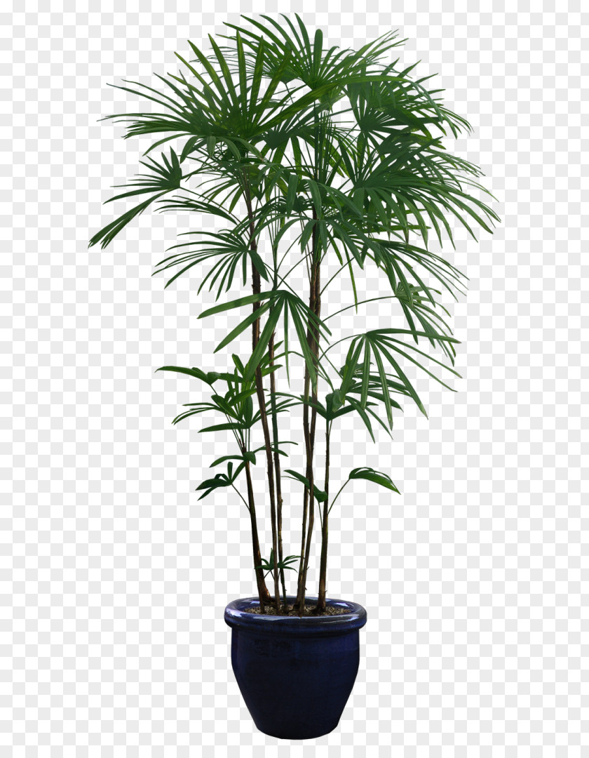 Plant Houseplant Arecaceae PNG