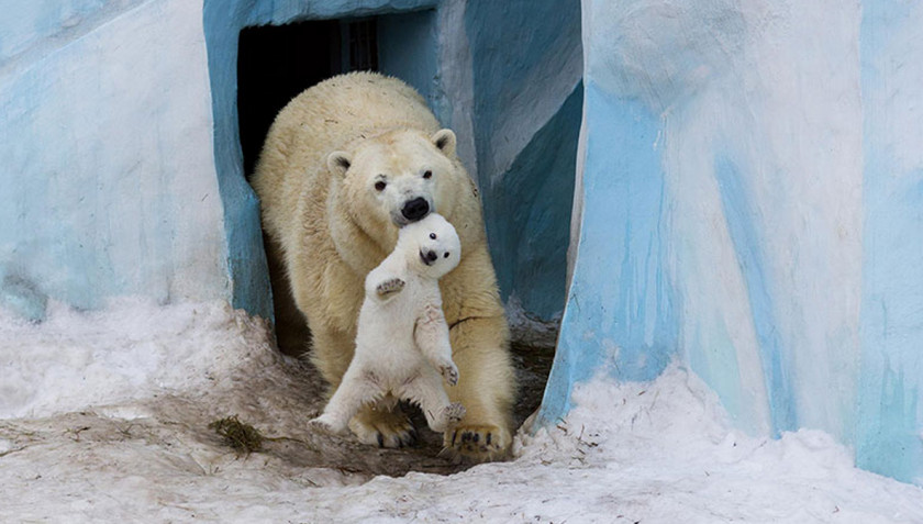 Polar Bear Wild Animals And Their Babies Animal Parenting PNG