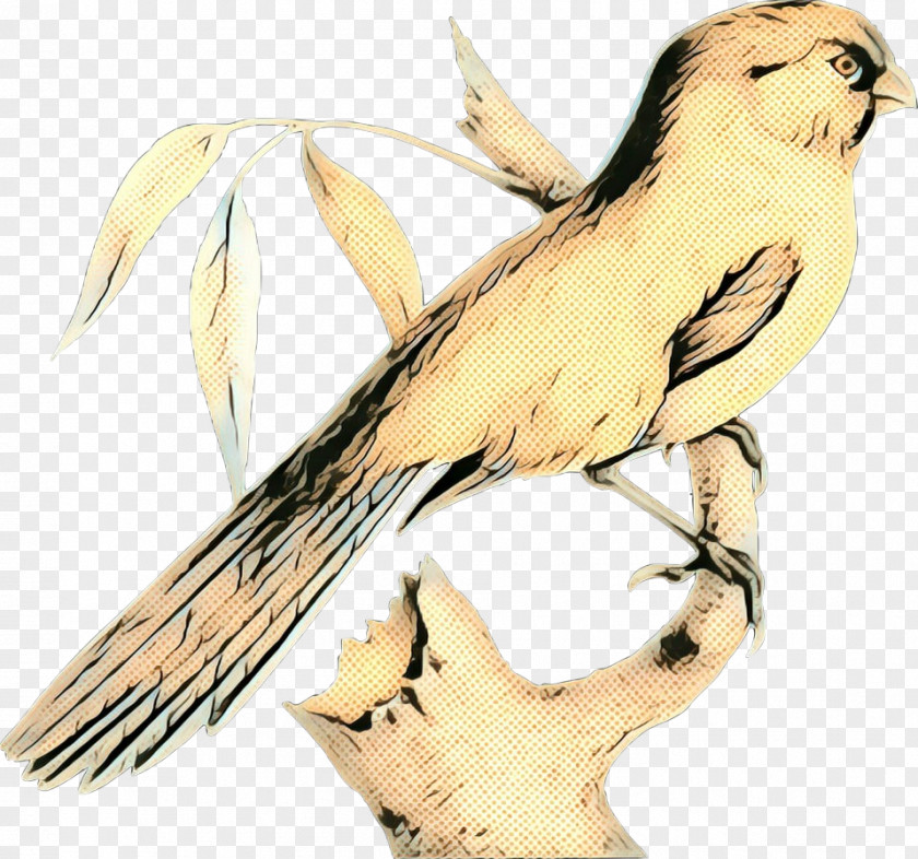 Wildlife Cockatiel Vintage Background PNG