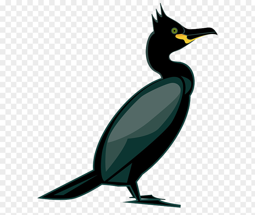 Bird Seabird European Shag Water Goose PNG