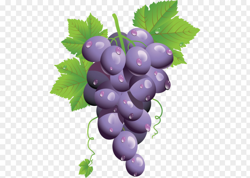 Boar Common Grape Vine Leaves Clip Art PNG