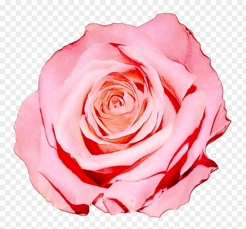 Clip Art Rose Image Transparency PNG