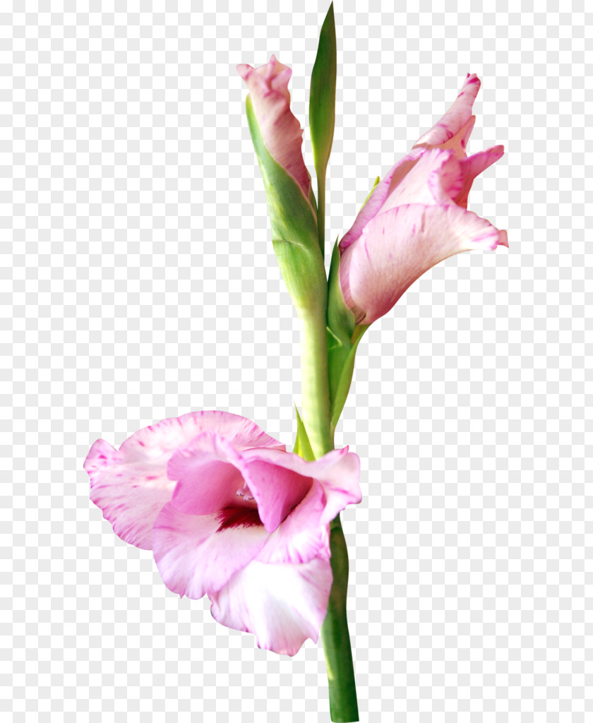 Gladiolus Flower Watercolor Painting Pink Clip Art PNG