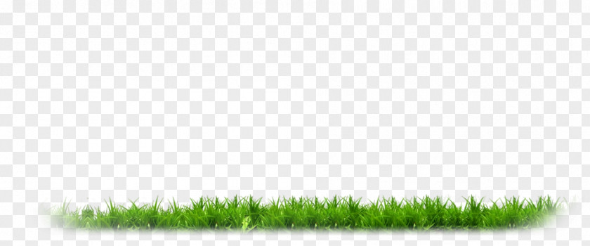 Grasses Line Product PNG