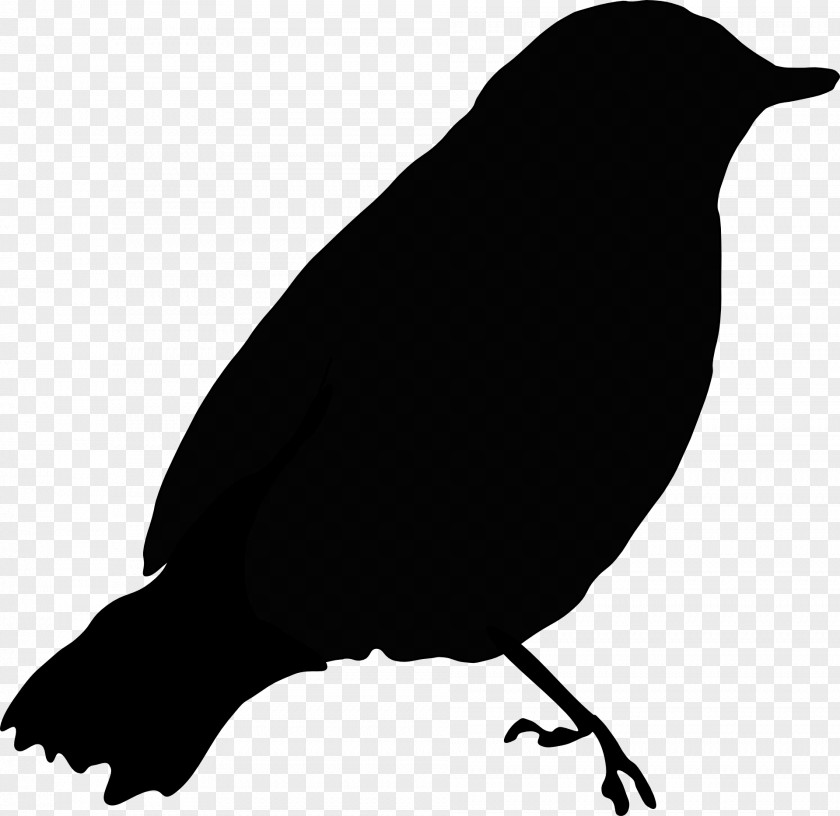 Gray Common Blackbird Crows Clip Art PNG