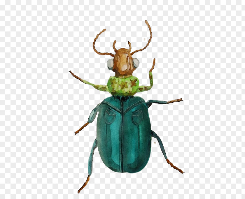 Insect Scarabs Pest Scarab PNG